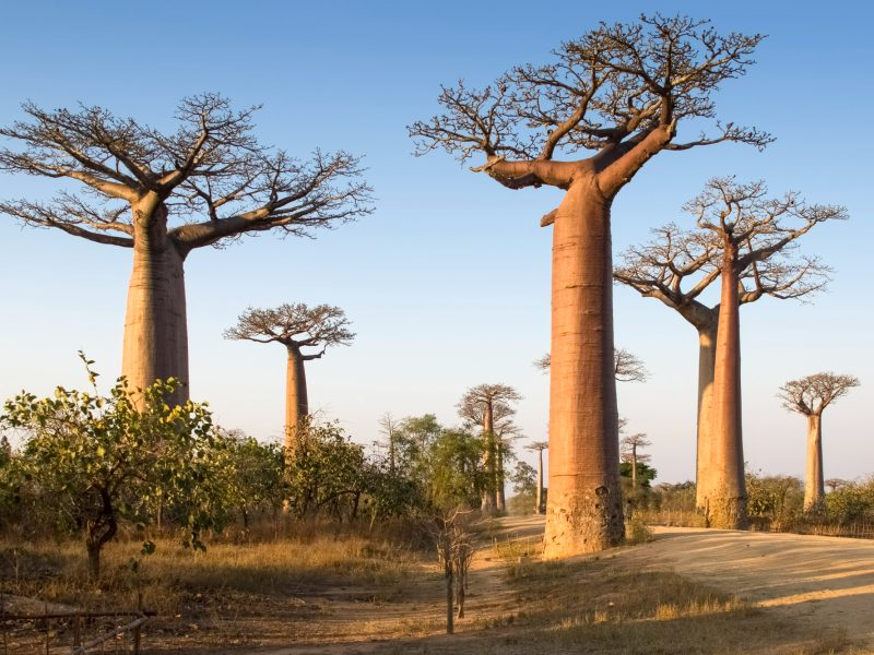 Madagascar: baobabs, selva y lémures