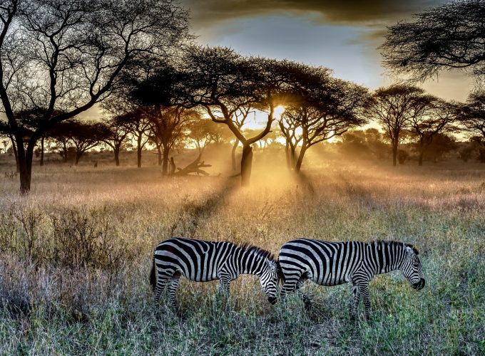 Tanzania: Serengeti y cráter del Ngorongoro