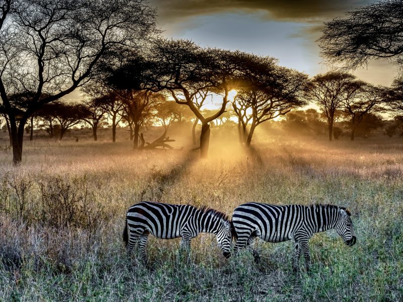 Tanzania: Serengeti y cráter del Ngorongoro